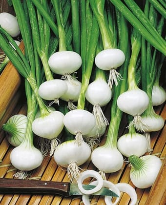 White Onion Seeds (100 Grams) for Gardening & Agriculture by Regat Seeds R-DRoz®