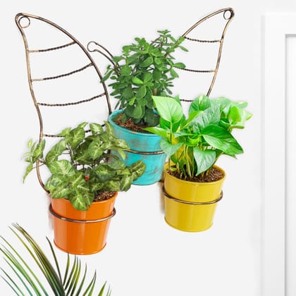 Live Plants Combo Pack of 3 + Wall Hanging Pot