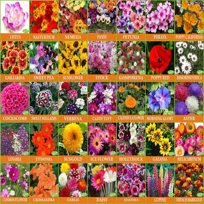 Vrisa Green 35 Varieties of Flower Seeds Combo With Instruction Manual Easy To Grow