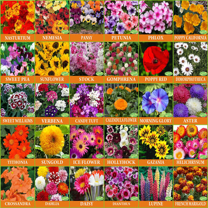 FLARE SEEDS Green 30 Varieties of Flower Seeds For Home Garden Seeds Combo, Multicolour (30fcomfesh)