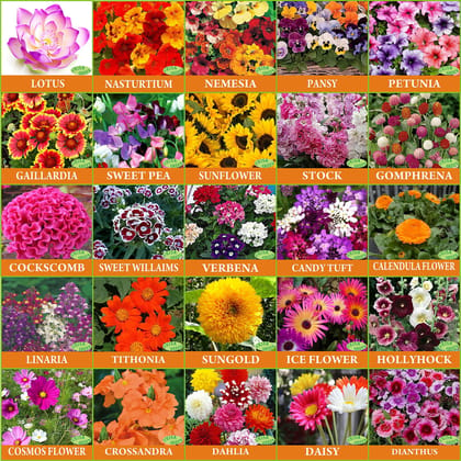 Vrisa Green 40 Varieties of Flower Seeds Combo 3000+ Seeds With Instruction Manual