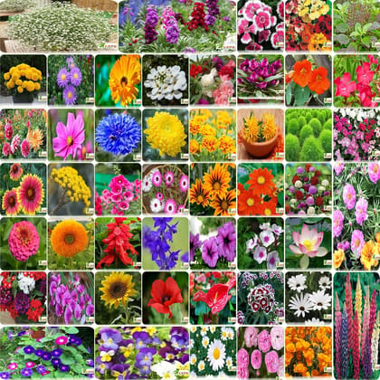 FLARE SEEDS India's Most popular Flower Seeds Outdoor Combo of 50 Packet of Seeds Garden Flower Seeds Pack By FLARE SEEDS