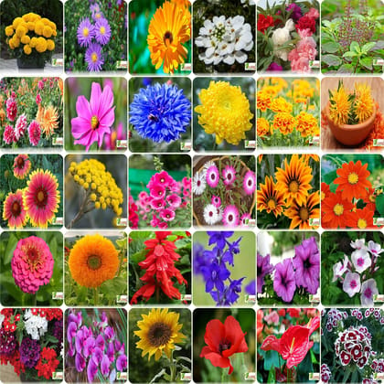 FLARE SEEDS India's Most popular Flower Seeds Outdoor Combo of 30 Packet of Seeds Garden Flower Seeds Pack By FLARE SEEDS
