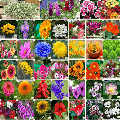 FLARE SEEDS India's Most popular Flower Seeds Outdoor Combo of 40 Packet of Seeds Garden Flower Seeds Pack By FLARE SEEDS