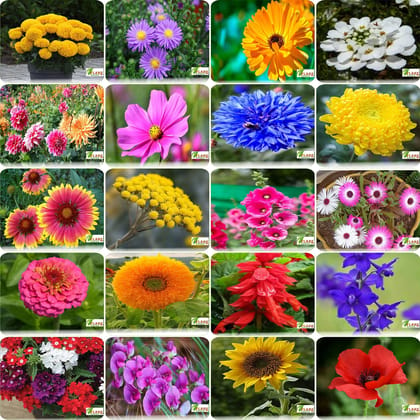 FLARE SEEDS India's Most popular Flower Seeds Outdoor Combo of 20 Packet of Seeds Garden Flower Seeds Pack By FLARE SEEDS