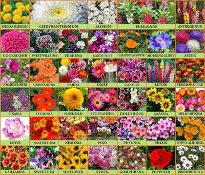 Flare Seeds: Plant Seeds For Home Garden Flowers Combo of 40 Packet of Seeds Winter, Summer & Spring & All Season Garden Flower Seeds Pack By Flare Seeds