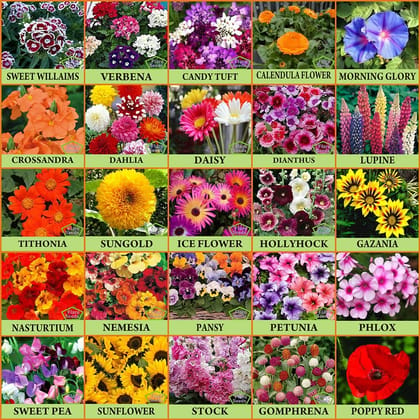 FLARE SEEDS Combo Of 25 Varieties of Flower Seeds For Your Garden Beautiful Bloom Germination Seeds