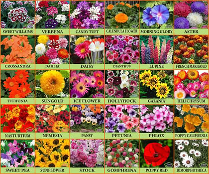 Flare Seeds : Plant Seeds For Home Garden Flowers Combo of 30 Packet of Seeds Winter, Summer & Spring & All Season Garden Flower Seeds Pack By Flare Seeds