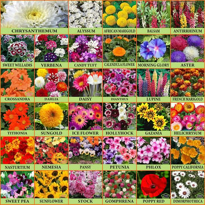 FLARE SEEDS Combo Of 35 Varieties of Flower Seeds For Your Garden Beautiful Bloom Germination Seeds