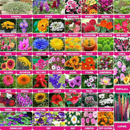 FLARE SEEDS Flower Seeds : Plant Seeds Outdoor Combo of 50 Packet of Seeds Garden Flower Seeds Pack By FLARE SEEDS