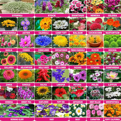Flare Seeds Flower Seeds : Plant Seeds Outdoor Combo Of 45 Packet Of Seeds Garden Flower Seeds Pack By Flare Seeds, Multicolour