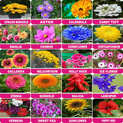 FLARE SEEDS Flower Seeds : Plant Seeds Outdoor Combo of 20 Packet of Seeds Garden Flower Seeds Pack By FLARE SEEDS