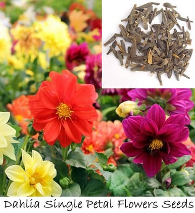 Dahlia Single Petal Flowers Seeds (Mixed Colours) by REGAT SEEDS (Pack of 25 Grams)