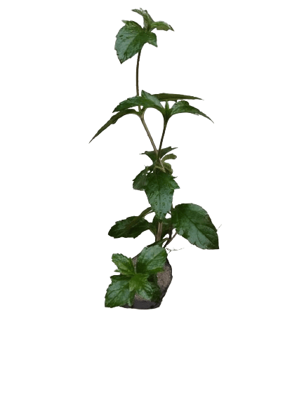 Eclipta alba plant
