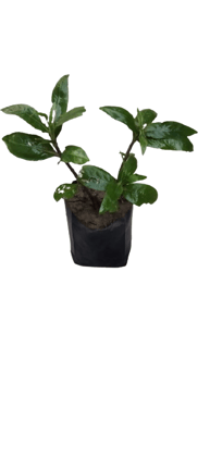 Kulekhara plant
